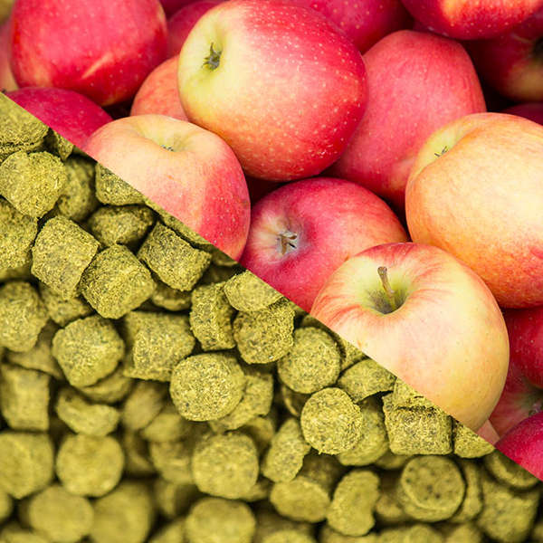 apples-hops-cider