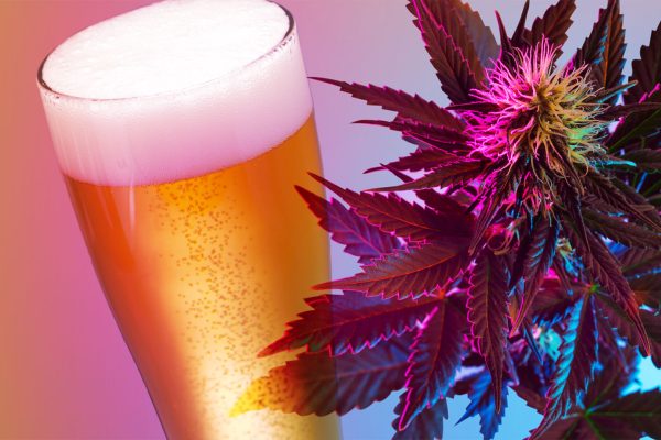 brewing beer with cannabis