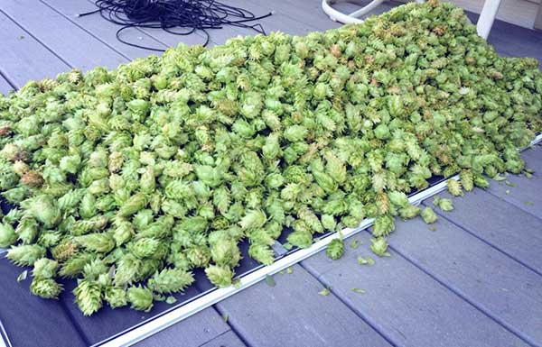 drying hops
