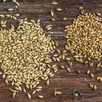 homebrew ingredients for making beer