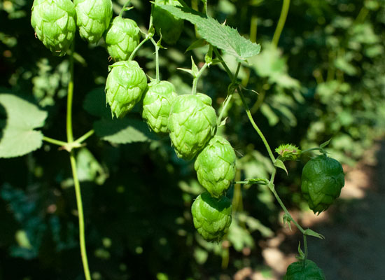 homebrewing-ingredients