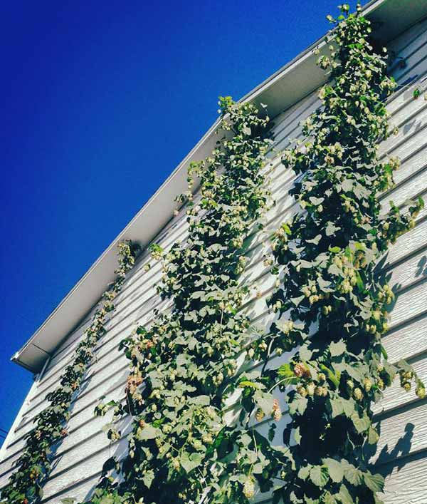hops-on-house