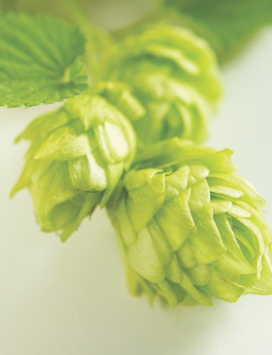 Hops flower