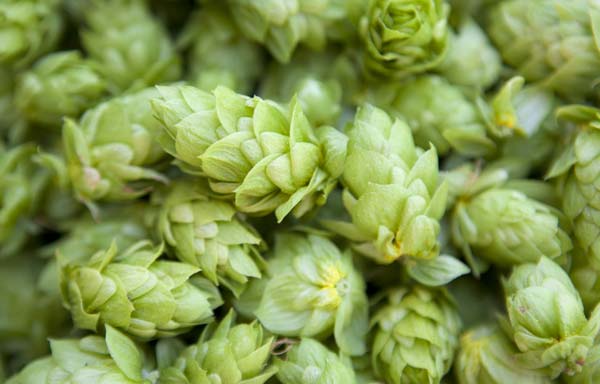 Hop Harvesting
