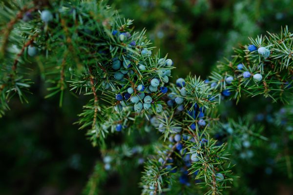 juniper branches and berries