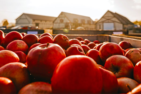 Apples at a cidery
