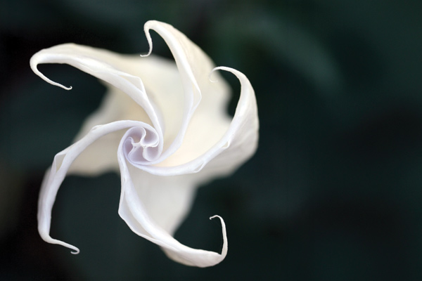 a white, psychotropic flower