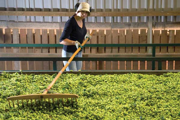 SOzym20_Featured-Stories_BritishHops_600x400