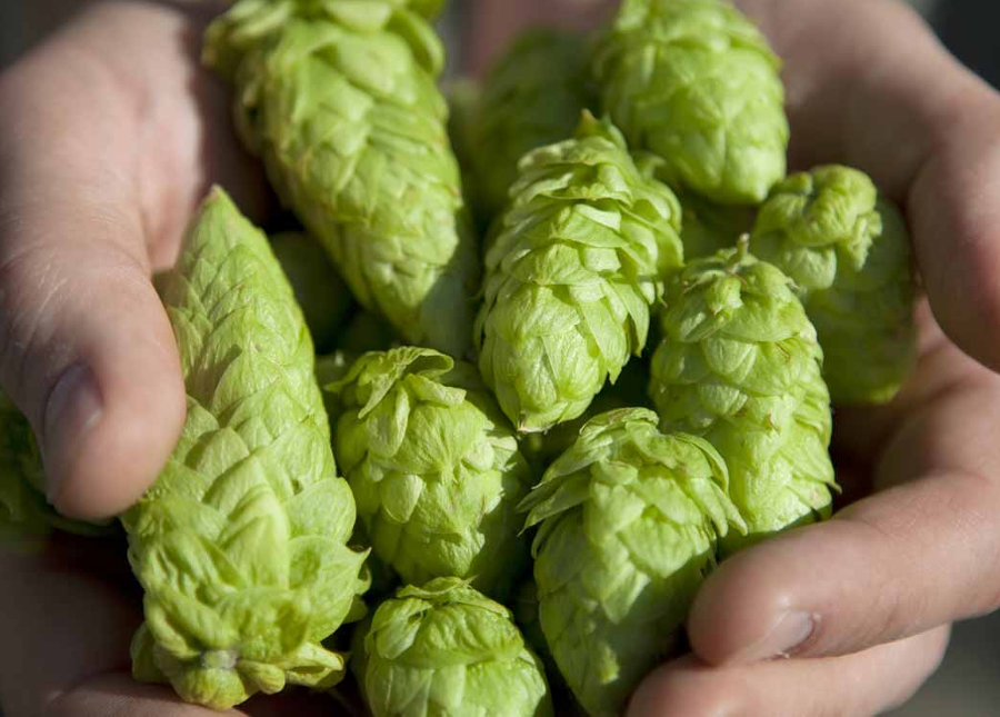 homegrown hops